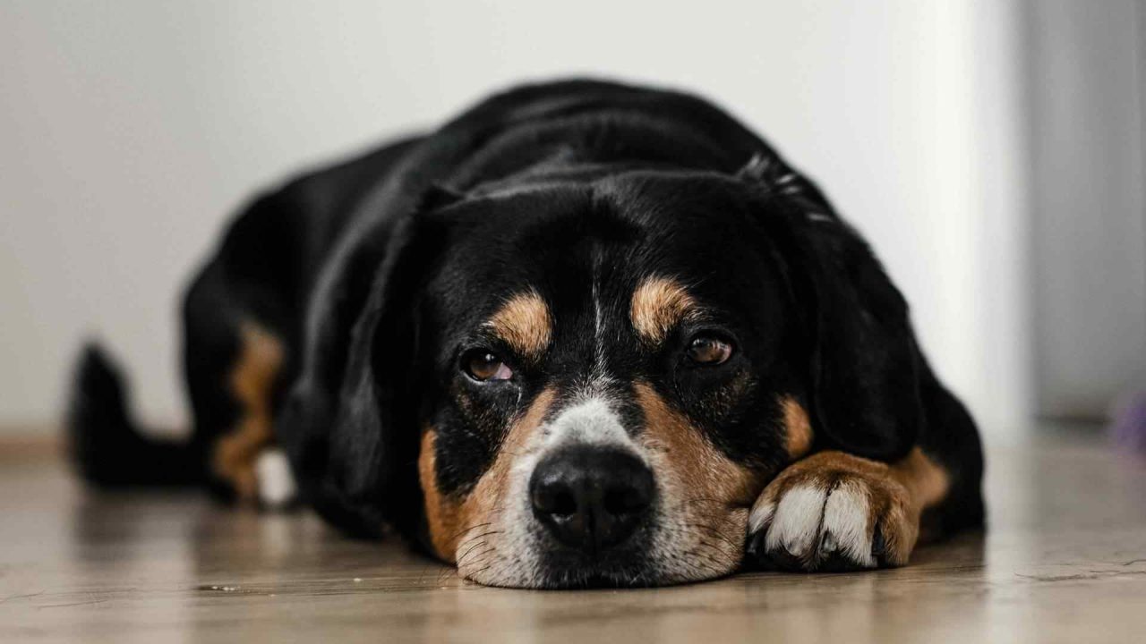 Canadian Pilot Diverts Airplane to Save The Dog